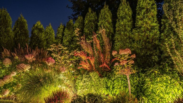 Comment éclairer un arbre – méthodes expertes pour les grands arbres, les petits arbres et les arbustes