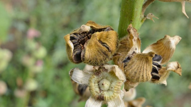 Comment récolter des graines d’hibiscus – conseils d’experts pour conserver et stocker les graines afin de cultiver davantage de vos plantes préférées l’année prochaine