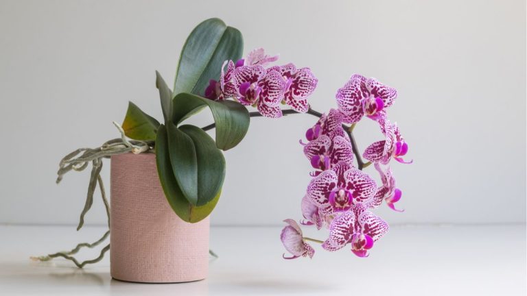 Qu'est-ce que la pourriture des racines des orchidées ? Conseils d'experts sur la façon de la traiter pour garder cette plante d'intérieur exotique en vie