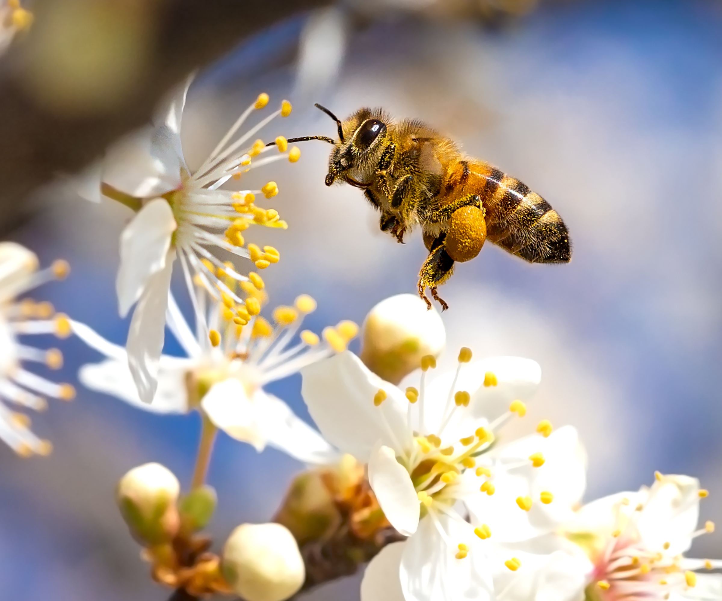 Une abeille chargée de pollen à la recherche de nectar