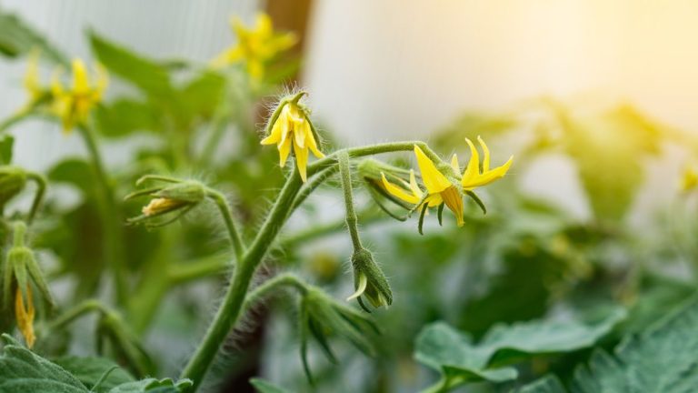 Pourquoi mes plants de tomates ne portent-ils pas de fruits ? 5 causes de la chute des fleurs et comment favoriser la pollinisation