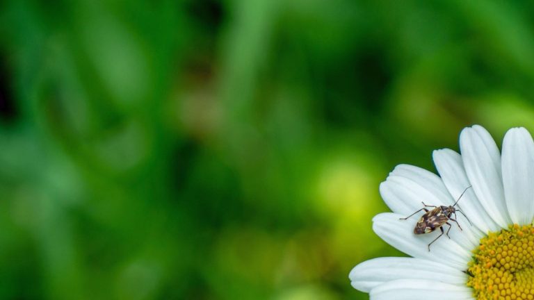 Que sont les punaises ternes ? Comment repérer et se débarrasser de ces nuisibles extrêmement destructeurs