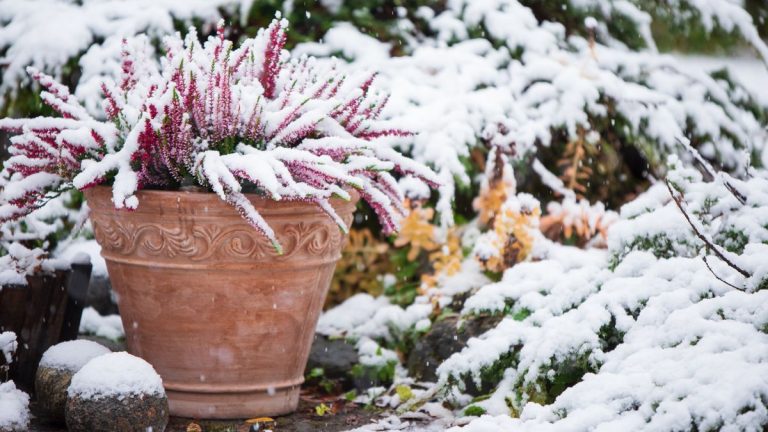 L'Amérique s'apprête à connaître un hiver humide et neigeux – ce que les jardiniers doivent savoir sur les prévisions météorologiques hivernales du Farmers' Almanac