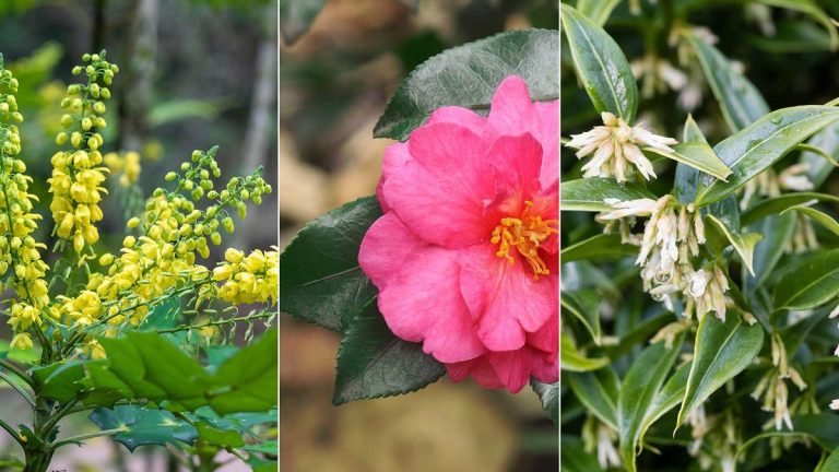 Arbustes à floraison hivernale à planter en automne – 10 choix d’experts pour apporter des couleurs revigorantes pendant les mois les plus froids