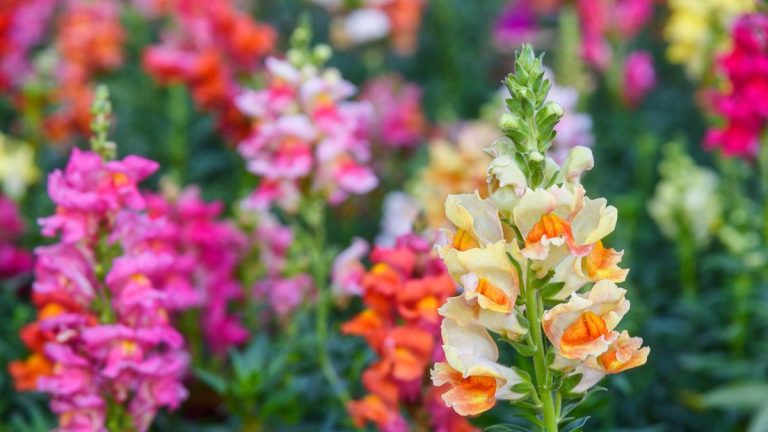 Est-il nécessaire de couper les fleurs fanées des mufliers ? Un expert en fleurs révèle les secrets de la réussite des mufliers