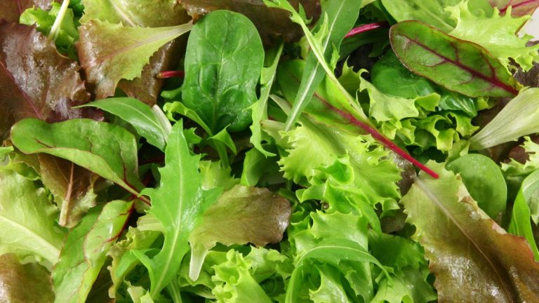 7 cultures de salades à semer en août pour égayer les salades d'automne et d'hiver