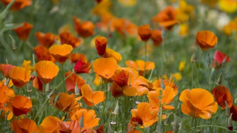 Comment récolter les graines de pavot de Californie – notre guide complet pour conserver et stocker les graines
