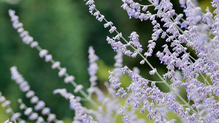 Comment propager la sauge russe – conseils d’experts pour cultiver davantage de ces plantes vivaces résistantes à la sécheresse