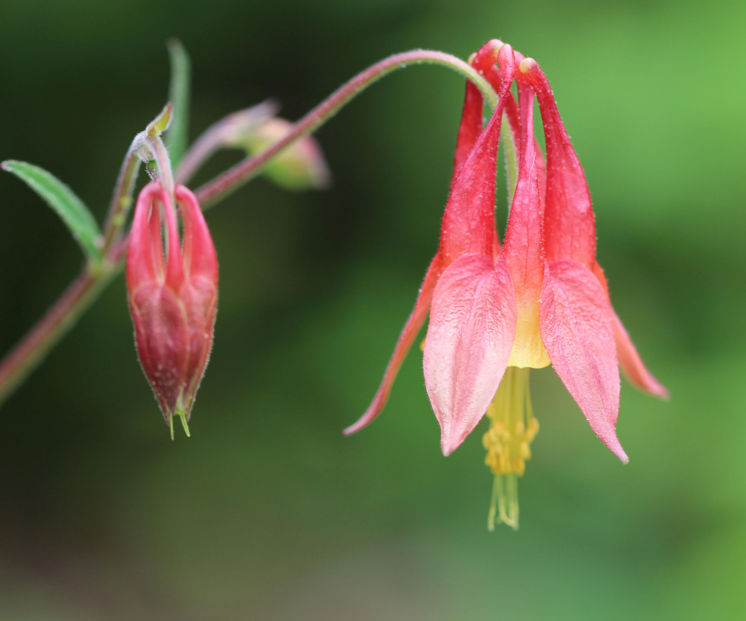 fleurs d'ancolie sauvage
