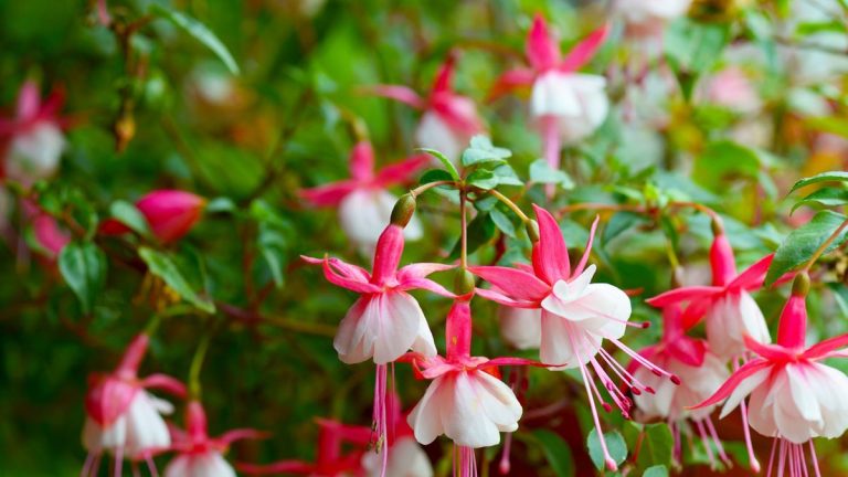 Comment faire pousser des fuchsias en pot – pour des plantes en pot vibrantes et durables
