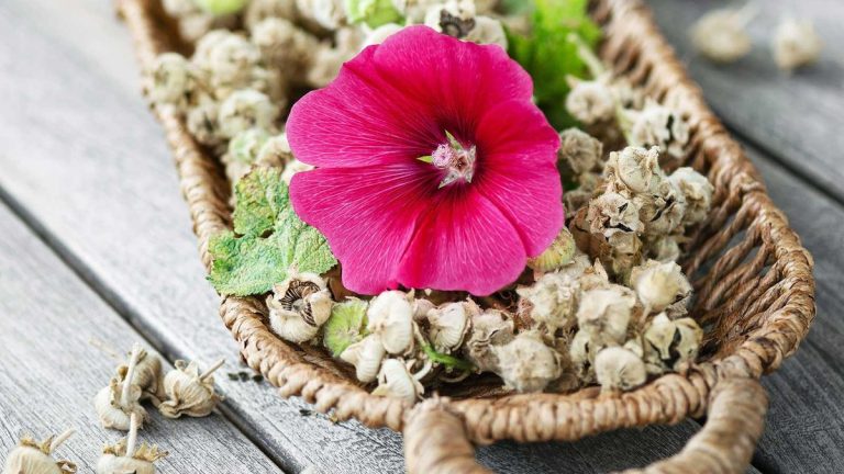Comment récolter des graines de rose trémière – pour faire pousser plus de fleurs d’été gratuitement