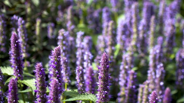Comment faire pousser de la menthe colibri – la plante indigène par excellence pour attirer les oiseaux, les abeilles et les papillons