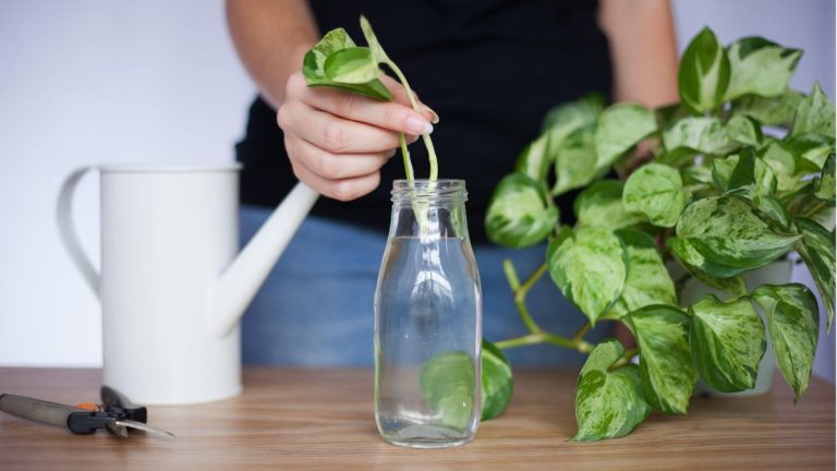 J'ai propagé presque toutes les plantes d'intérieur que je possède – et voici comment j'accélère le processus