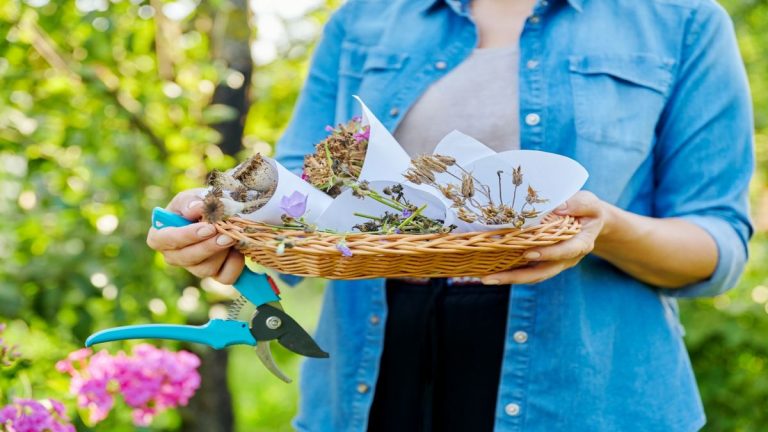 Erreurs de récolte et de collecte des semences – 6 pièges courants à éviter