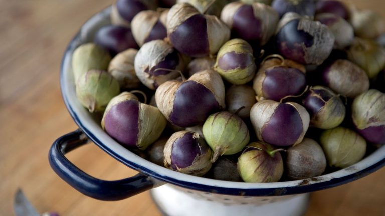 Quand récolter les tomatillos – les signes vitaux pour des fruits magnifiquement mûrs et savoureux