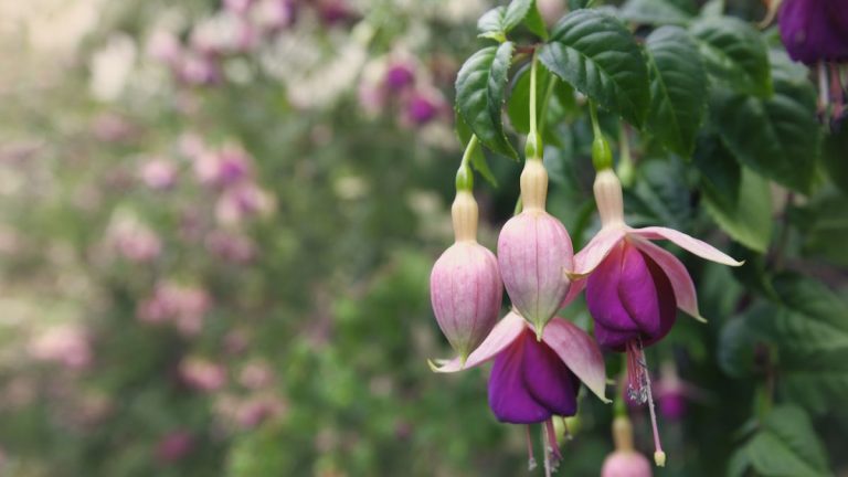 Besoin de fertiliser les fuchsias ? Un jardinier expert révèle la meilleure façon de prendre soin de ces plantes vibrantes