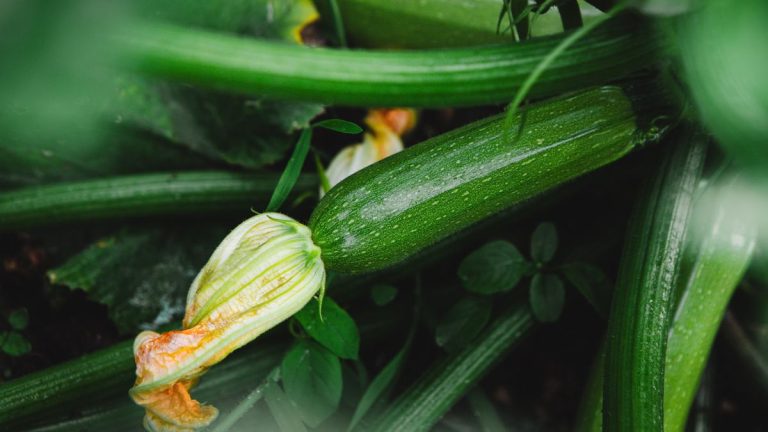 La fertilisation des courgettes est essentielle pour des plantes saines et des rendements plus élevés – découvrez quand et comment les nourrir