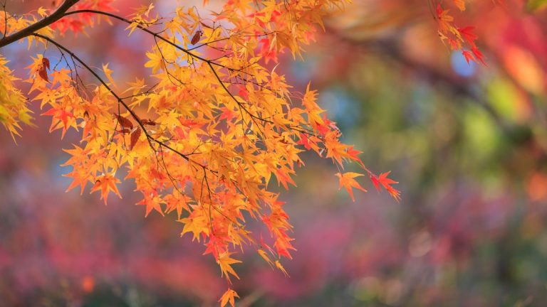 Comment redonner vie aux vieux érables japonais – en quelques étapes simples, vous pouvez revitaliser les arbres âgés de votre jardin