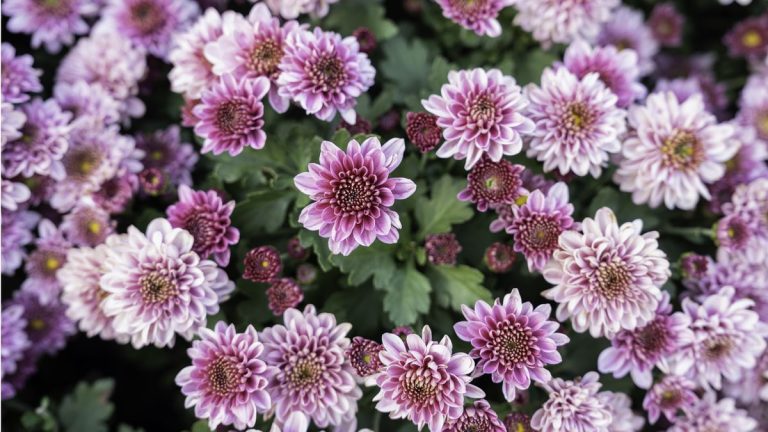 Combien de temps durent les chrysanthèmes ? Les experts révèlent quand les fleurs précoces et tardives apparaîtront