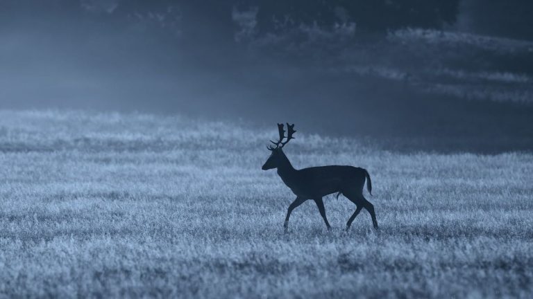 Les éclairages de sécurité extérieurs dissuadent-ils les animaux ? Un expert de la faune sauvage explique pourquoi vos éclairages ne parviennent pas à éloigner les animaux indésirables
