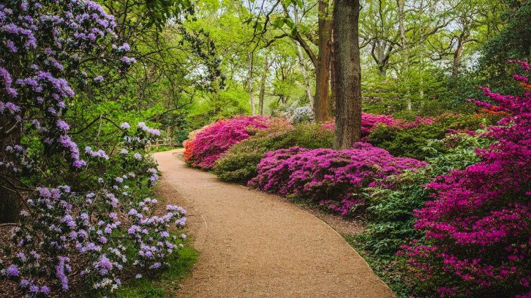 Comment prendre soin des azalées en été – 3 conseils d’experts pour des plantes saines et des fleurs éclatantes