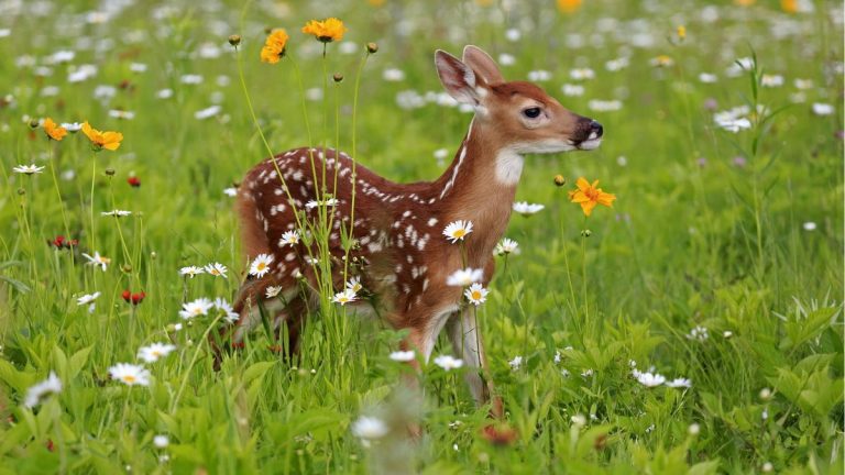 Bulbes printaniers résistants aux cerfs – 5 fleurs peu susceptibles d’être endommagées par les cerfs