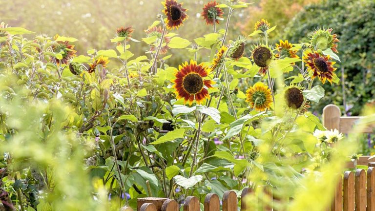 Voici les secrets de la réussite des tournesols – découvrez comment faire fleurir les tournesols jusqu’à la fin de l’été