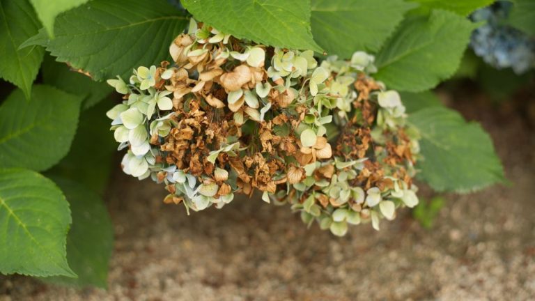 Pourquoi mes fleurs d'hortensia brunissent-elles ? Les experts partagent 5 causes courantes