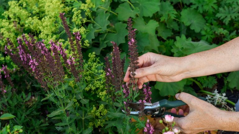 Il n’est pas trop tard pour tailler ces plantes vivaces pour une floraison automnale – 6 plantes populaires à tailler ce mois-ci