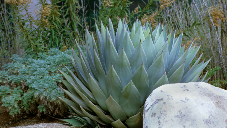 Comment propager les agaves – 7 étapes simples pour des résultats réussis avec ces succulentes étonnantes