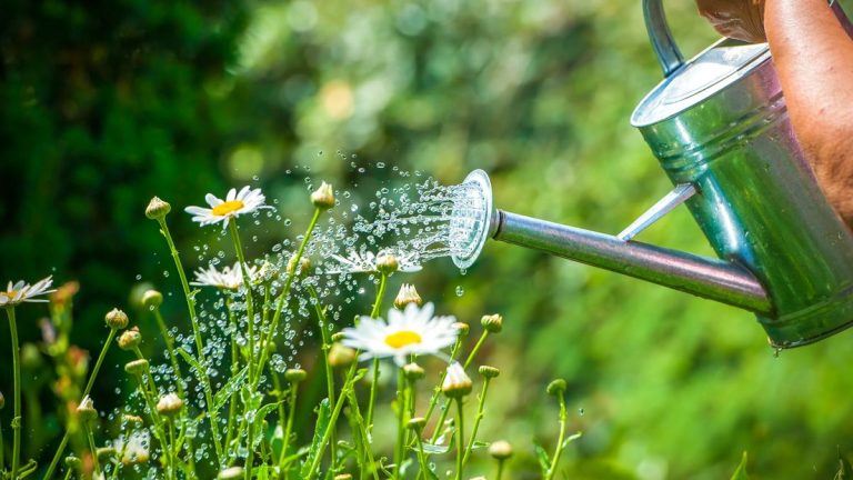 Mythes du jardinage révélés – 11 conseils courants démystifiés