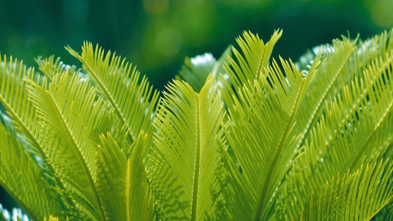 Pourquoi mon palmier sagoutier jaunit-il ? – 4 problèmes courants et solutions pour une plante d’intérieur réussie