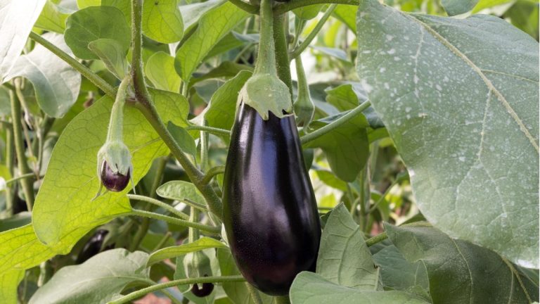 Quand cueillir l’aubergine – pour une grande récolte de cet ingrédient de cuisine savoureux