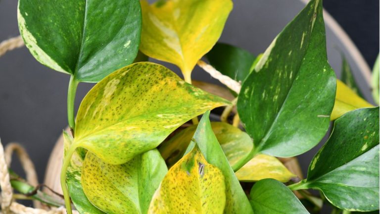 Pourquoi mon pothos devient-il jaune ? 9 causes courantes et comment y remédier