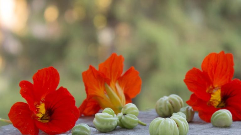 Comment récolter les graines de capucine – conseils d’experts pour conserver et stocker les graines afin de cultiver davantage de ces plantes grimpantes l’année prochaine