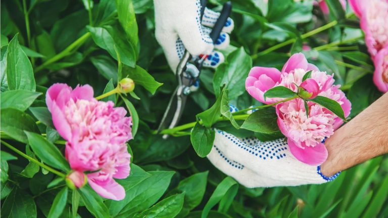Quand tailler les pivoines – pour des fleurs magnifiques et éclatantes