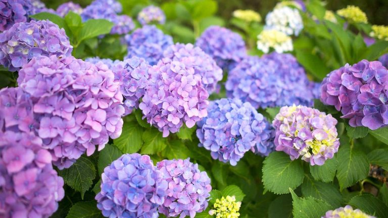 Comment changer la couleur des hortensias – conseils d’experts pour des fleurs d’un bleu éclatant ou d’un rose parfait