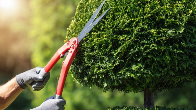 Quel est le meilleur moment pour tailler les topiaires ? Conseils d'experts pour entretenir cet élément sculptural du jardin
