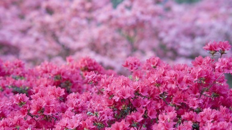 Comment tailler les azalées – gardez vos arbustes sains et beaux