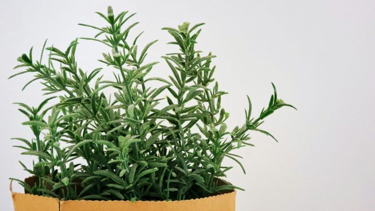 Comment faire sécher le romarin en été – pour conserver et stocker cette herbe nutritive et parfumée