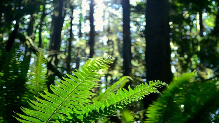 Comment faire pousser et entretenir les fougères épées – et ajouter une touche tropicale à votre jardin