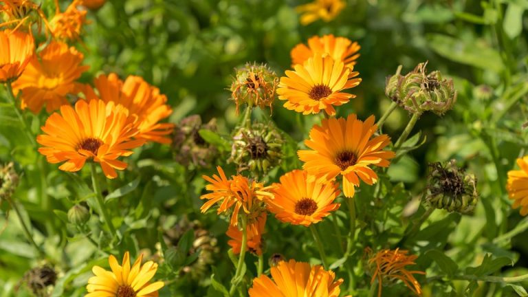 Comment récolter les graines de calendula à la fin de l'été pour cultiver davantage de ces plantes vibrantes l'année prochaine