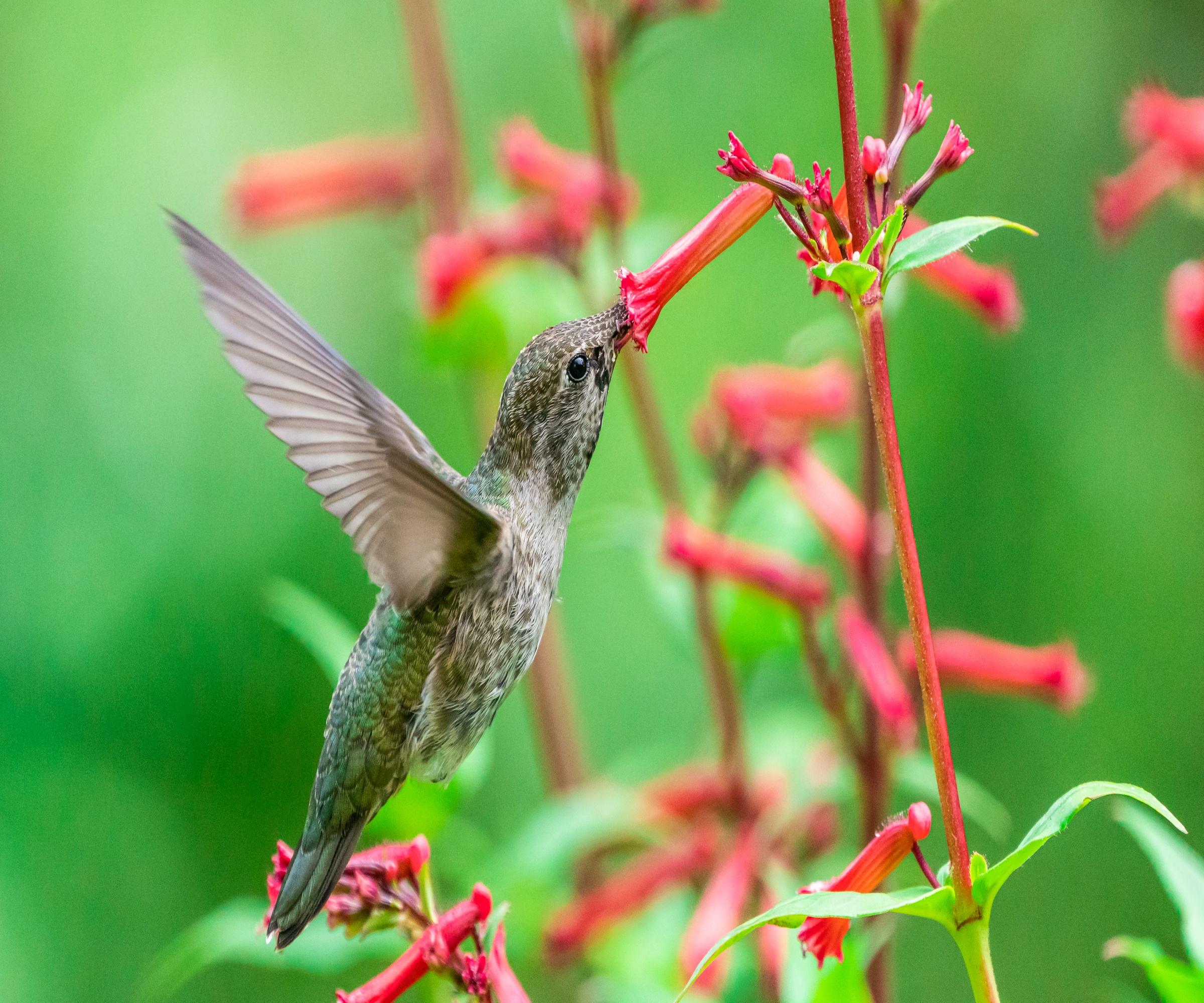 Quand Et O Rep rer Les Colibris En Mai Ces Oiseaux Miniatures Sont Quand Et O Rep rer Les Colibris En Mai Ces Oiseaux Miniatures Sont