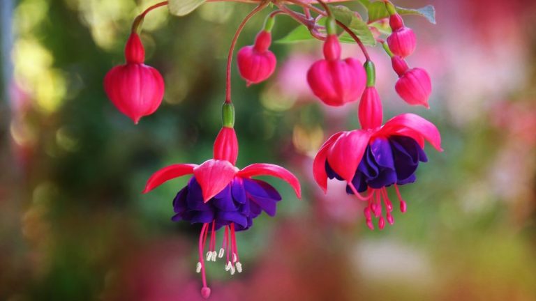 Comment faire des boutures de fuchsia – conseils simples pour une propagation réussie