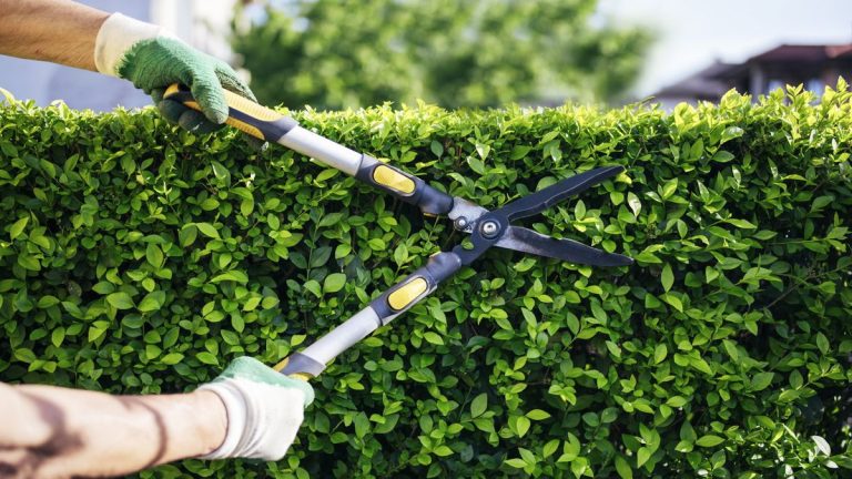 7 plantes à tailler en septembre – quelles plantes tailler et conseils pour savoir quelle quantité supprimer 7 plantes à tailler en septembre – quelles plantes tailler et conseils pour savoir quelle quantité supprimer