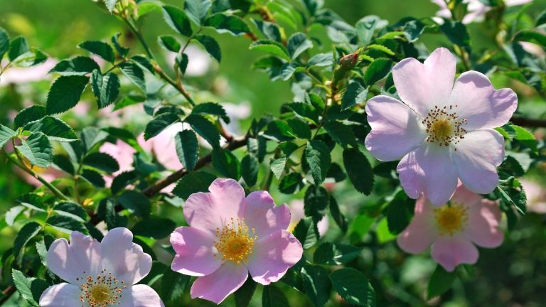 Transformez vos bordures avec des roses sauvages romantiques – et ajoutez un charme naturel à n’importe quel jardin Transformez vos bordures avec des roses sauvages romantiques – et ajoutez un charme naturel à n’importe quel jardin