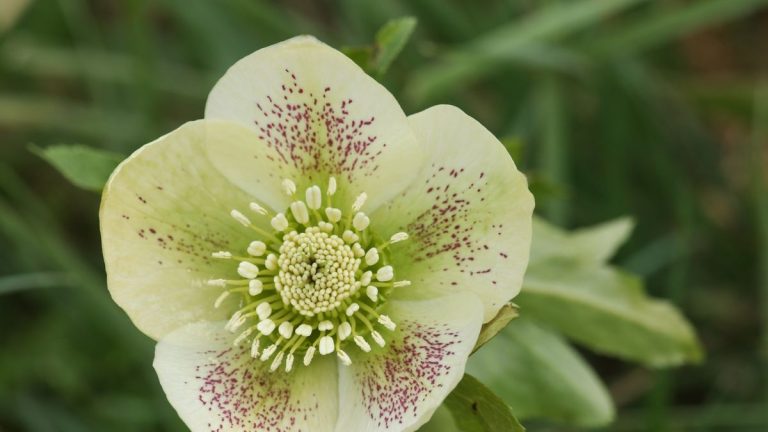 Quand tailler les hellébores – pour obtenir des fleurs élégantes à temps pour Noël