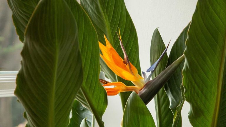 Comment tailler un oiseau de paradis – conseils d’experts pour bien ranger votre plante tropicale
