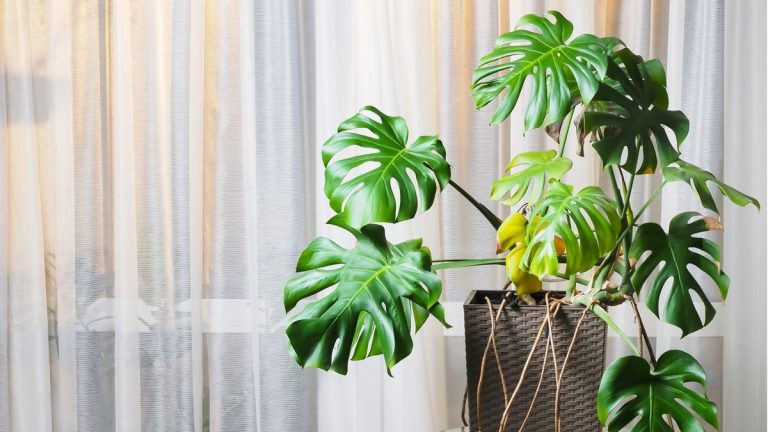 Les monsteras aiment-ils être liés à leurs racines ? Conseils d'experts pour garder cette plante d'intérieur heureuse