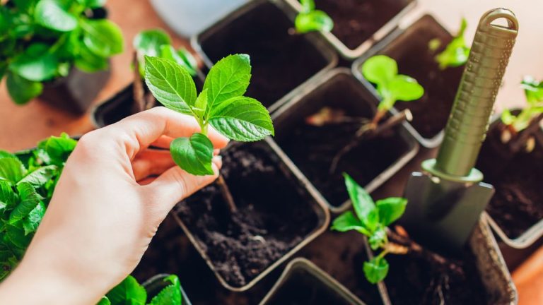7 plantes à multiplier en septembre – c'est le mois idéal pour faire de nombreuses boutures